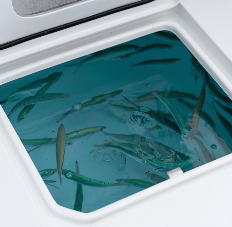 Livewell with live bait on a fishing boat