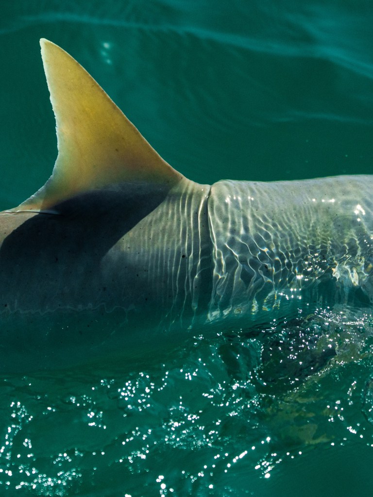 Shark fin