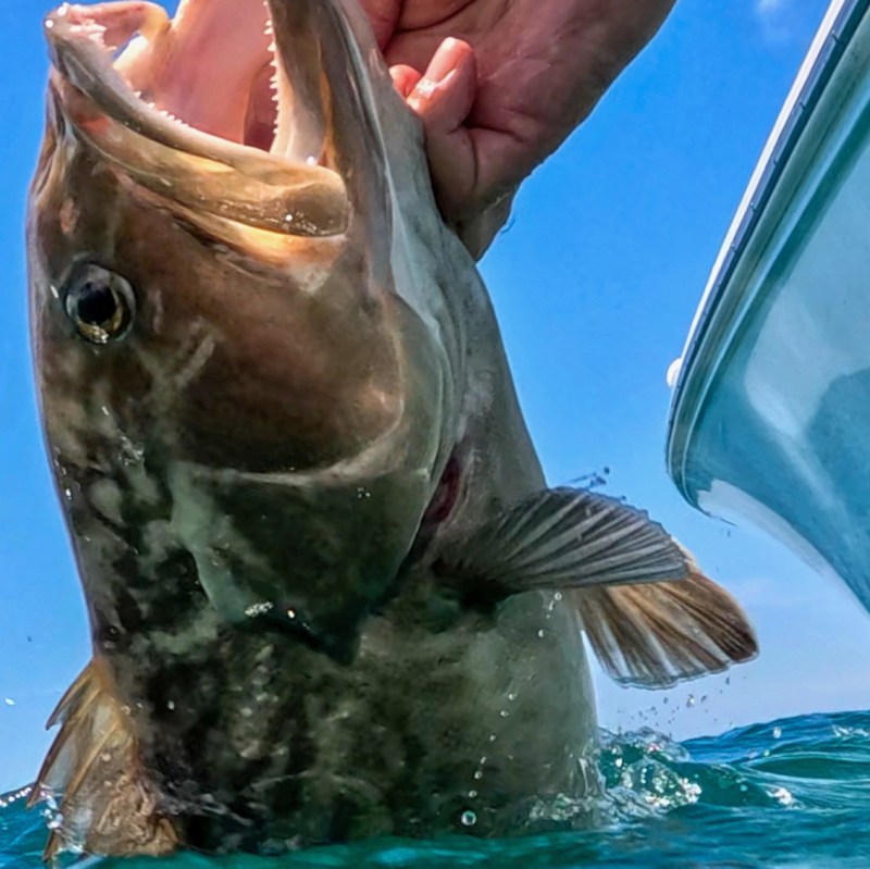 Gag grouper close up