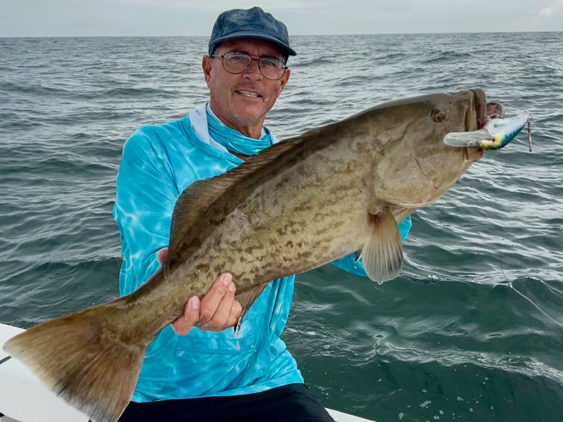 Gag Grouper
