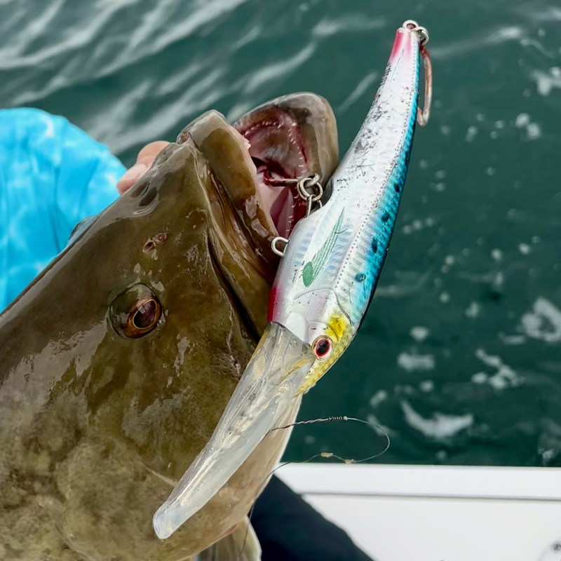 Gag grouper caught on a plug