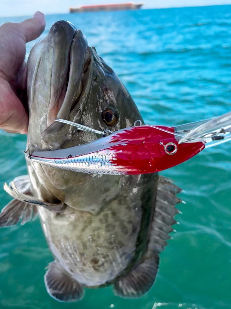 Gag grouper on a lure