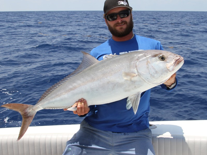 Greater Amberjack