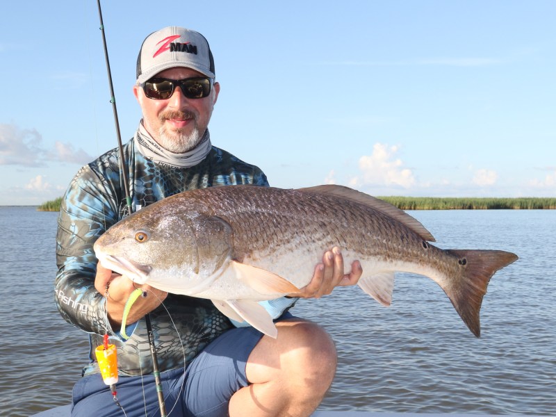 Bull redfish