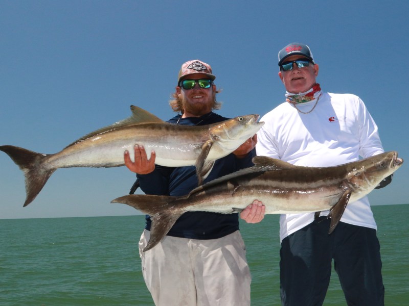 cobia