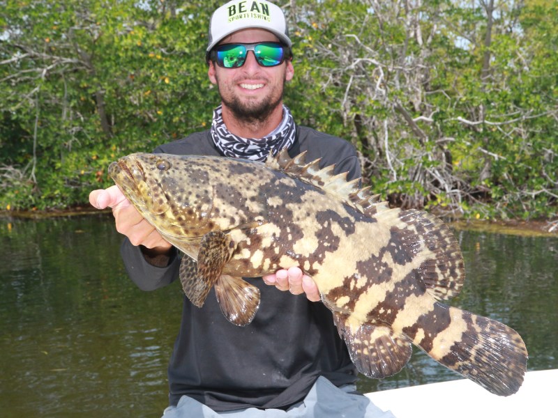Goliath Grouper