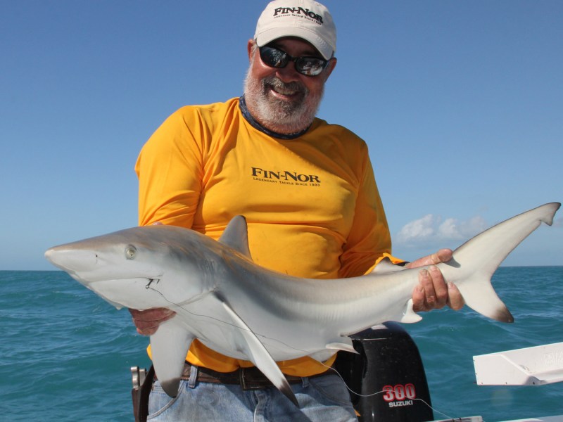 shark