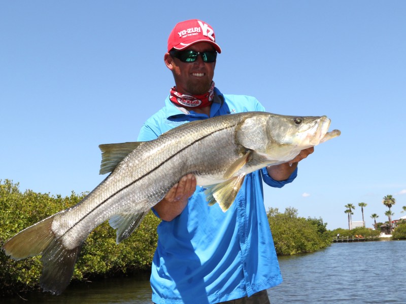 Snook
