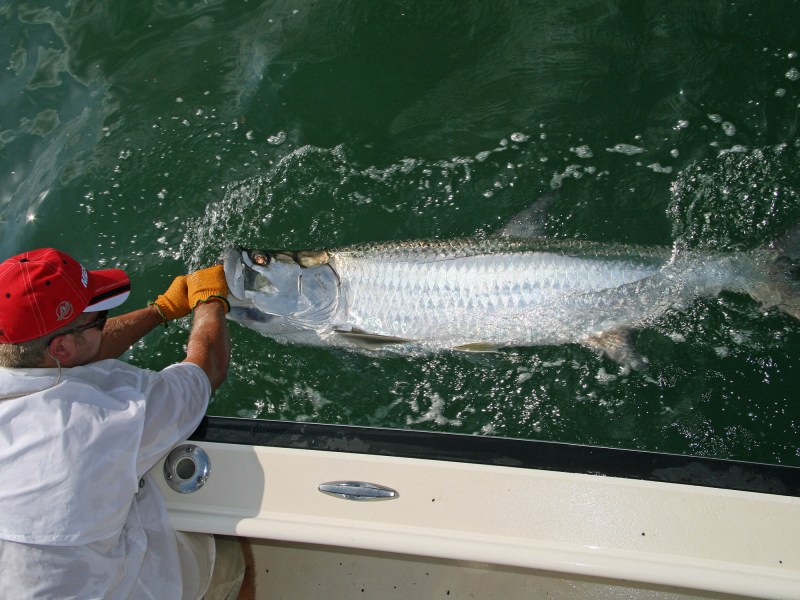 tarpon