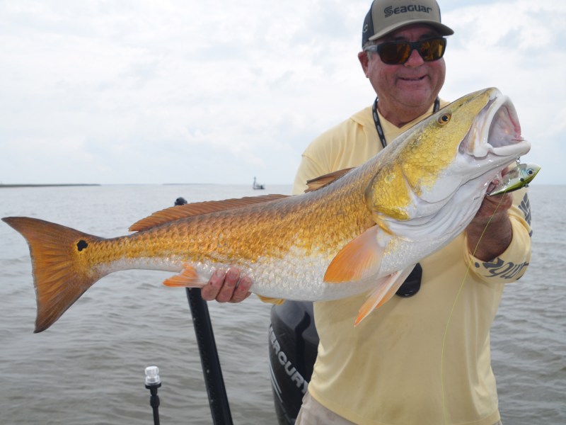 Bull redfish