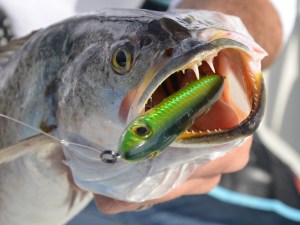 Trout3 Spotted seatrout