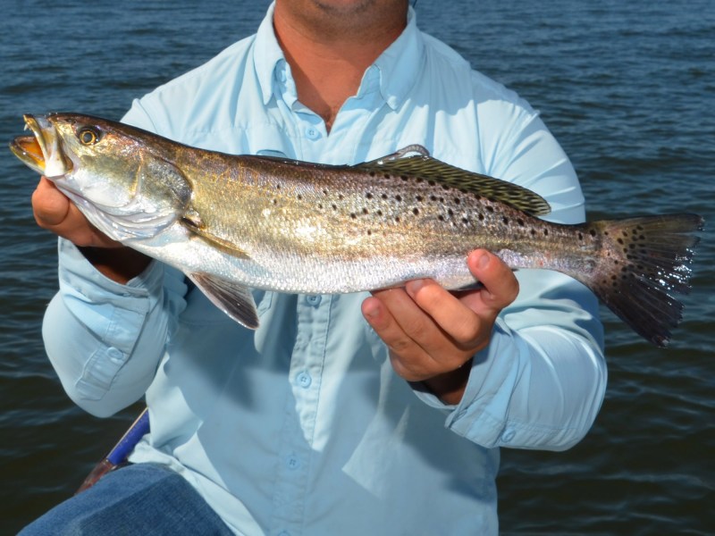 seatrout