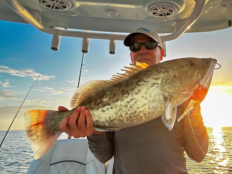Gag grouper