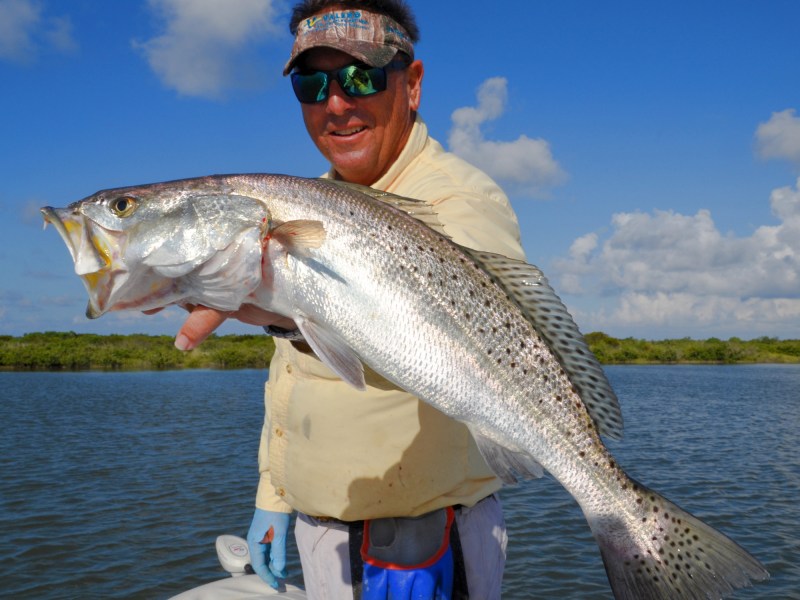 spotted seatrout