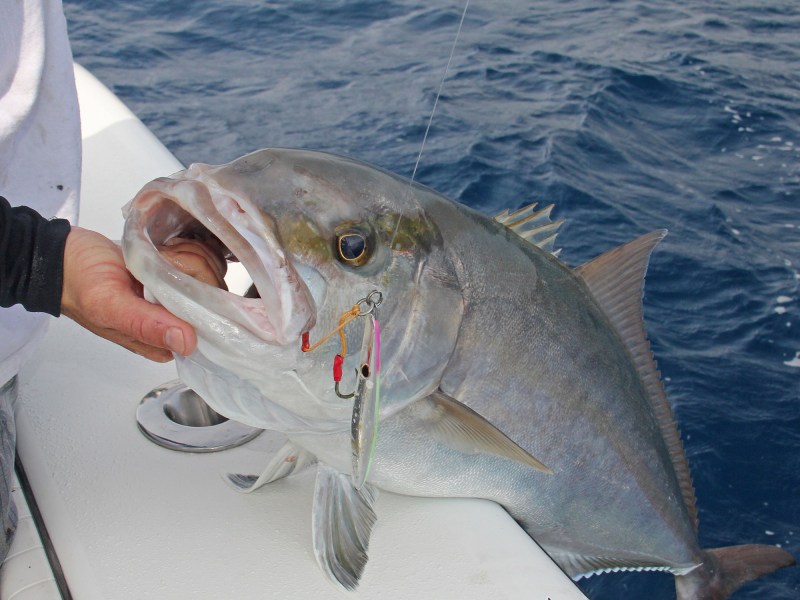 Amberjack