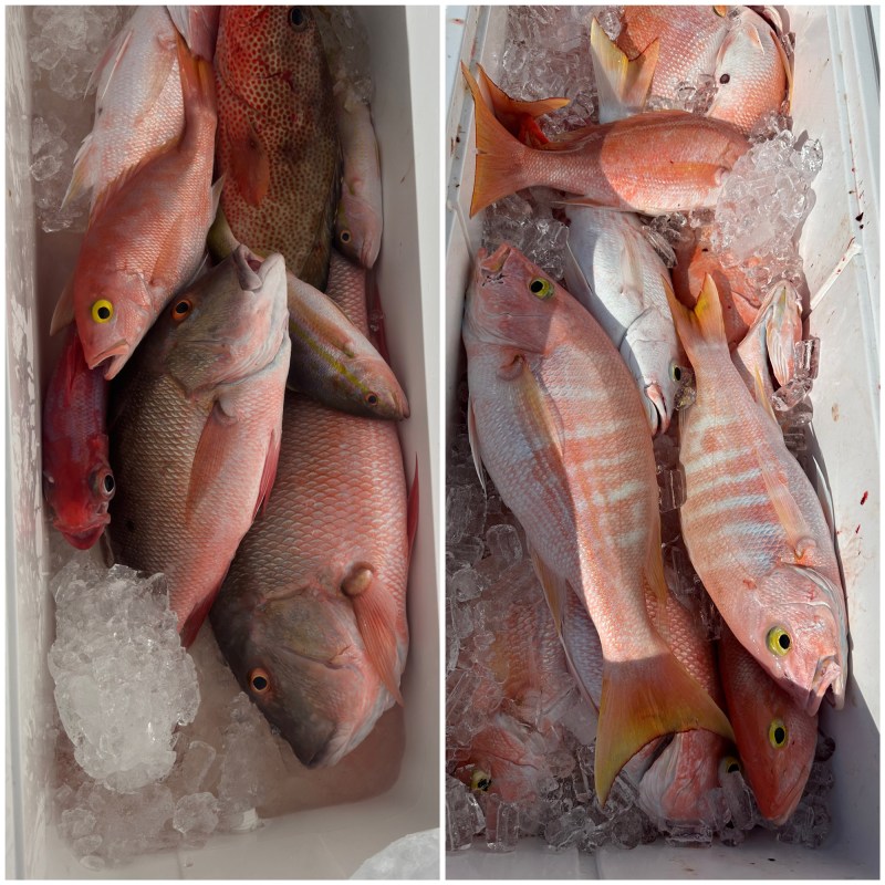Coolers full of fish.