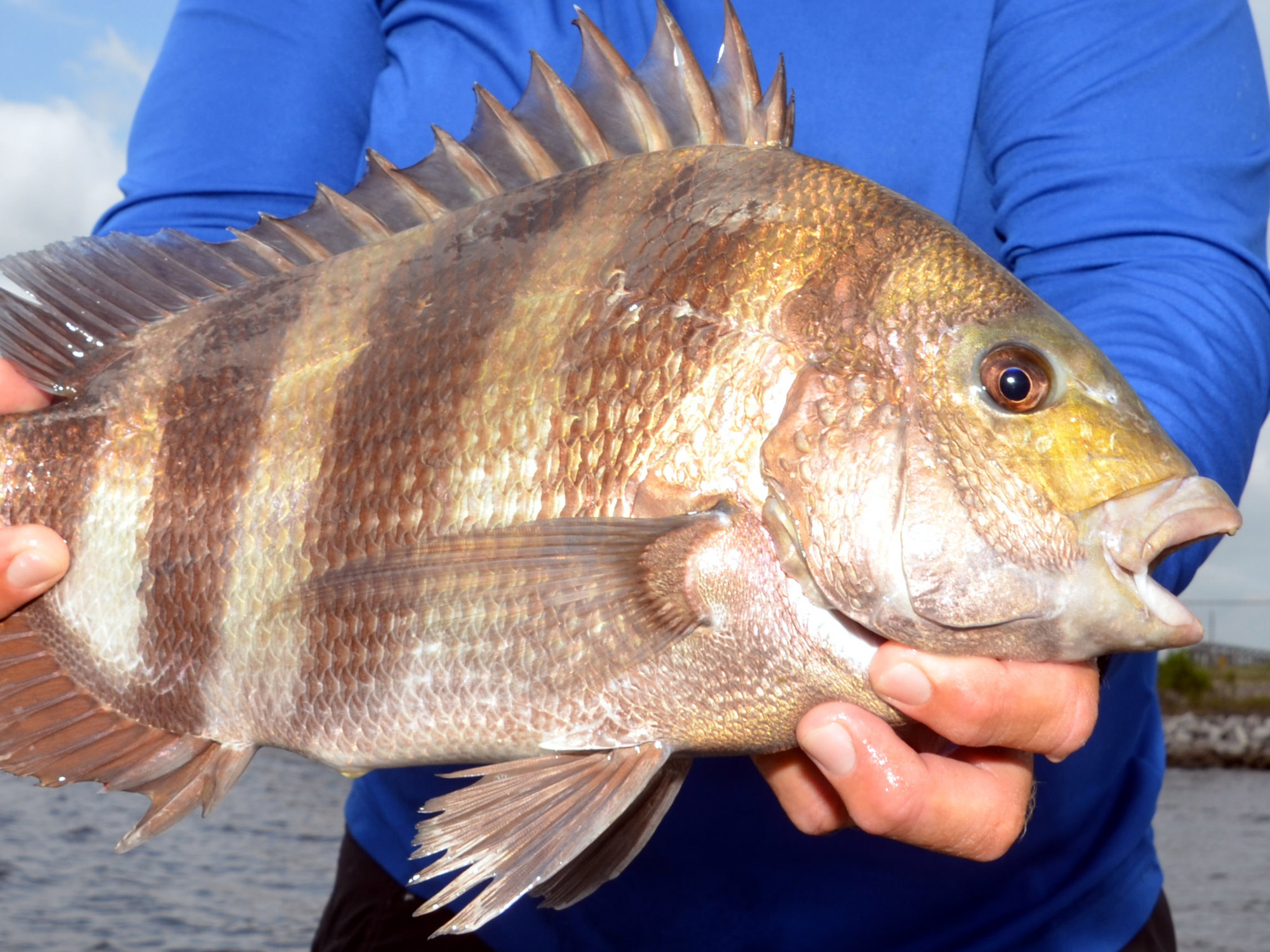 Sheepshead