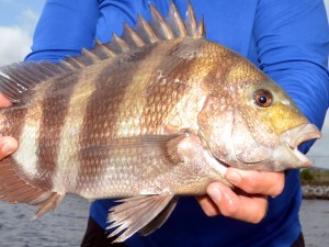 Sheephead_tight Sheepshead