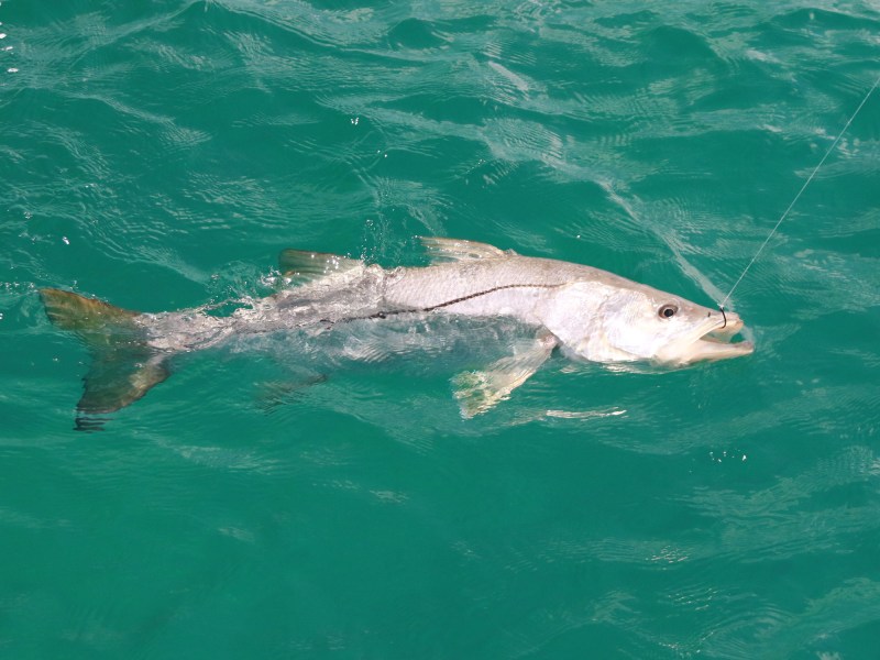 Snook
