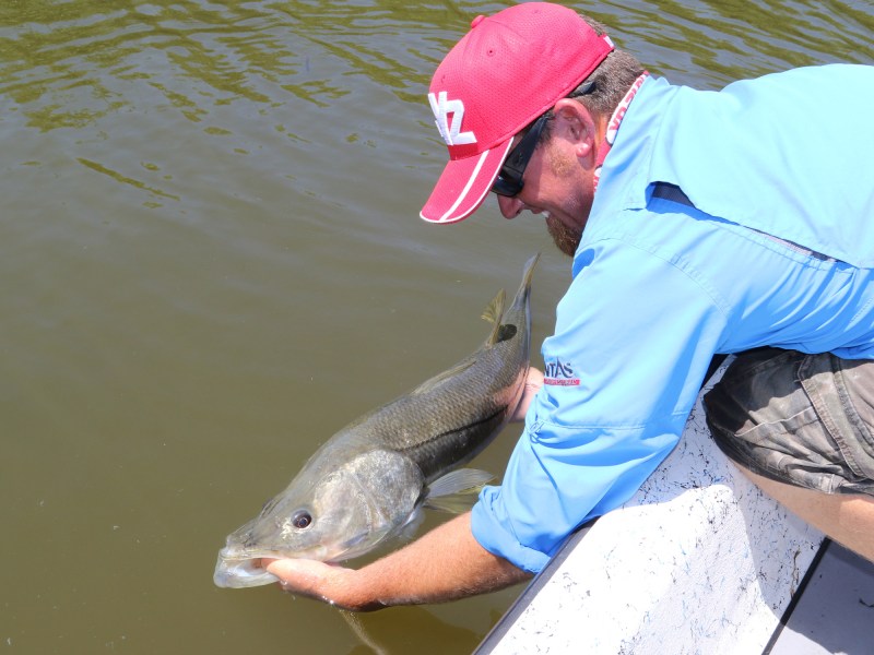 snook