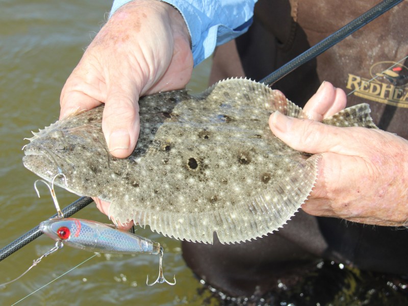 Flounder caught on a MirrOlure