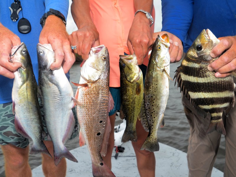 Mixed freshwater and saltwater fish species.