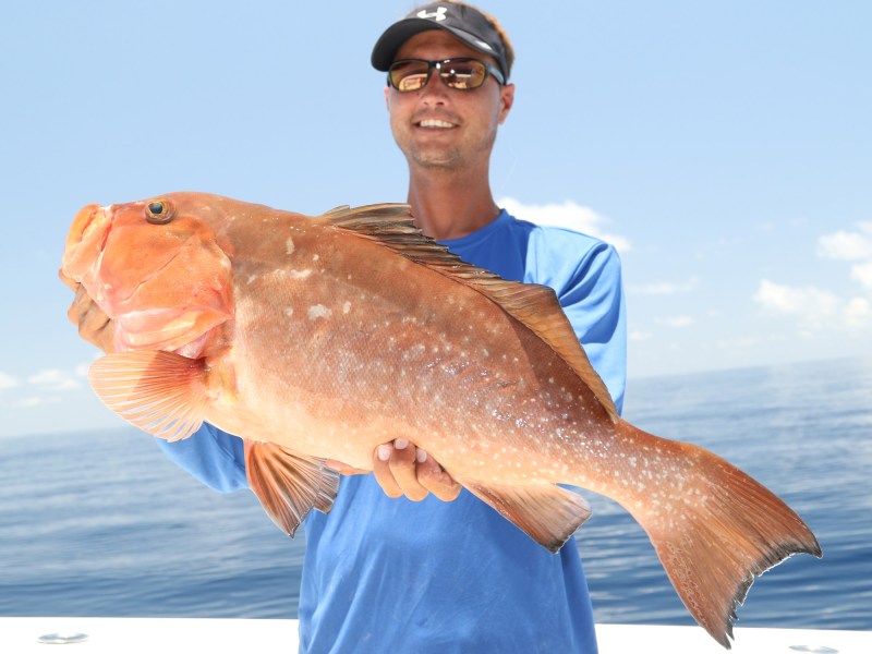 red grouper