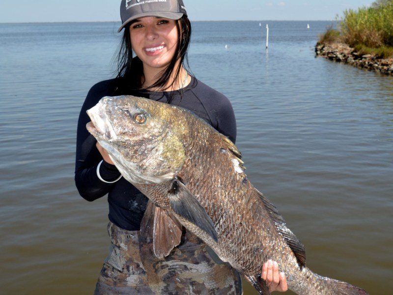 Black drum