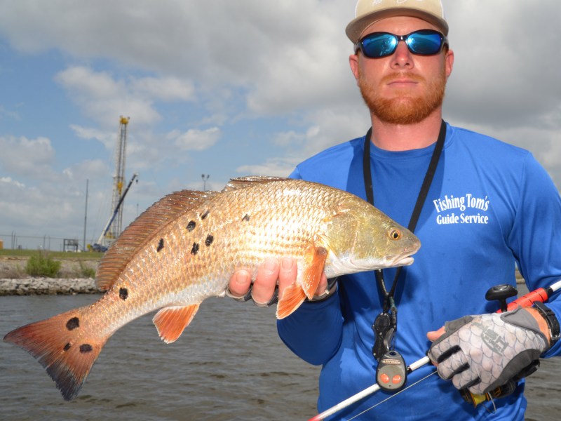 redfish with numerous spots