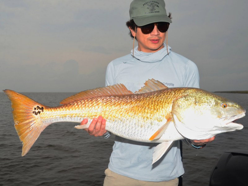 Bull redfish