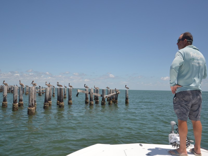 Fisherman watching for bait on the pilings.