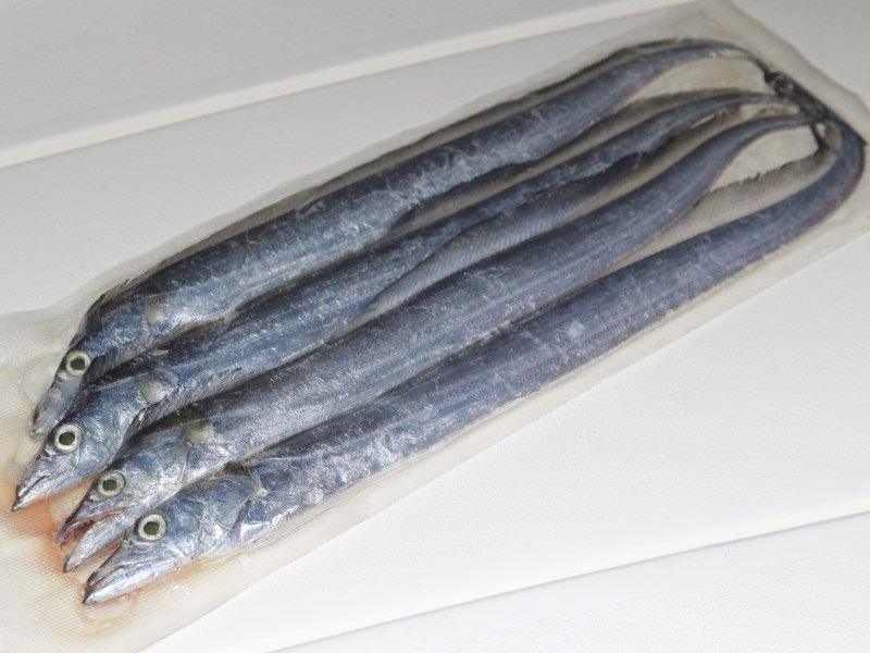 Ribbonfish packaged and ready to be used for kingfish bait.