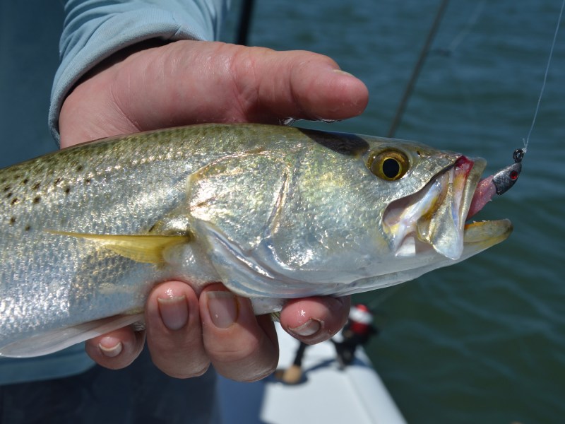 speckled seatrout