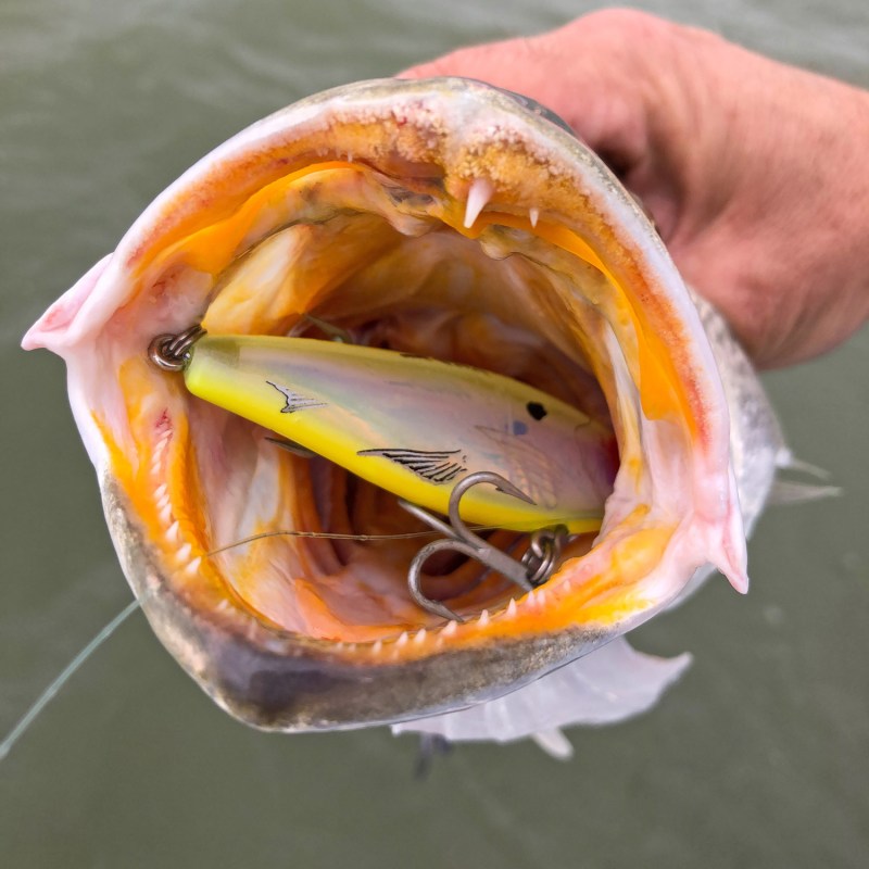 Fishing lure in a seatrout's mouth.