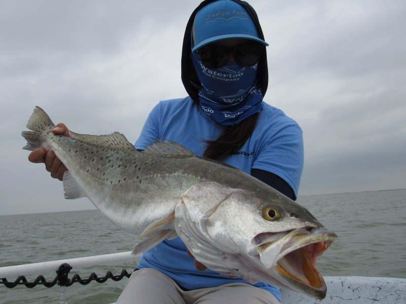 Large speckled trout