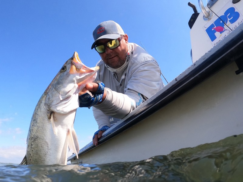 Large Seatrout