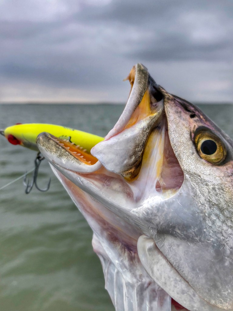Trout caught on a twitchbait