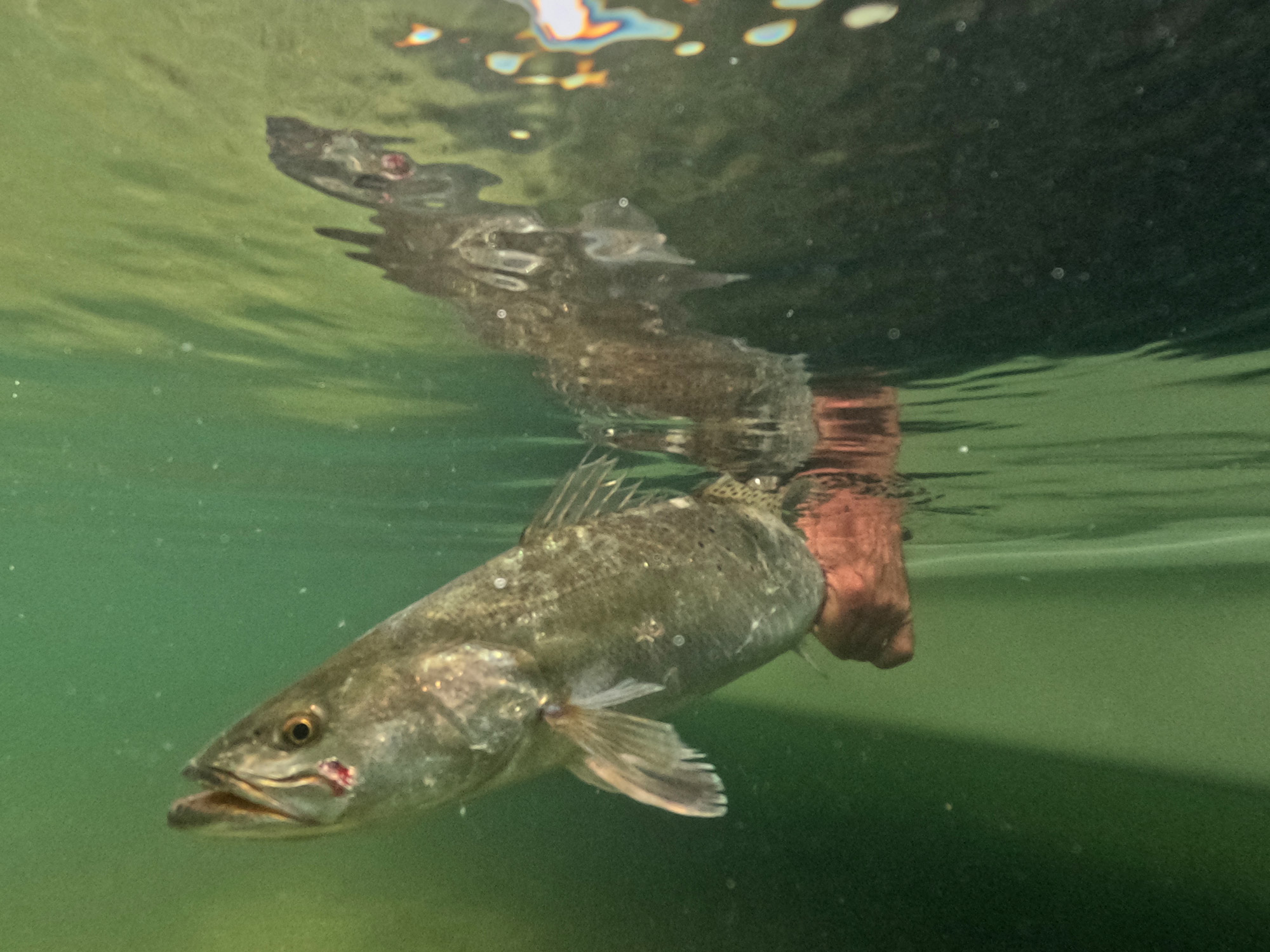 Seatrout release